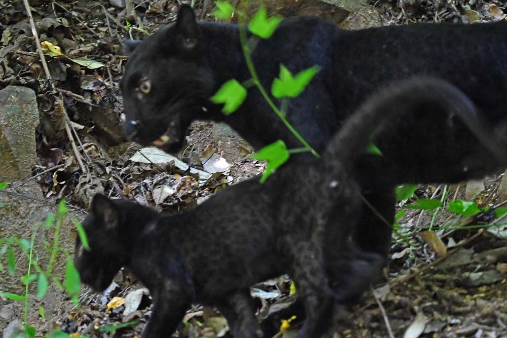 Black panther shows off cub at Kaeng Krachan National Park Thai Newsroom