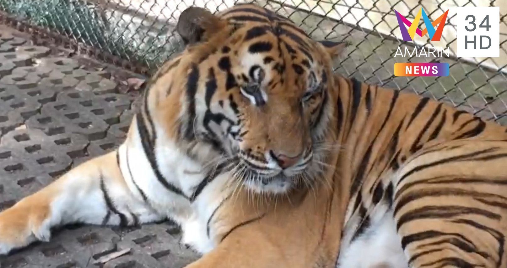 Govt confirms 72 dead tigers were not infected with bird flu - Thai ...